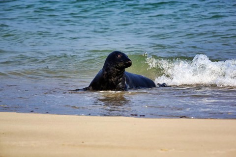 Grey seal (Halichoerus grypus) in the water, sandy beach, Dune Island, Heligoland,