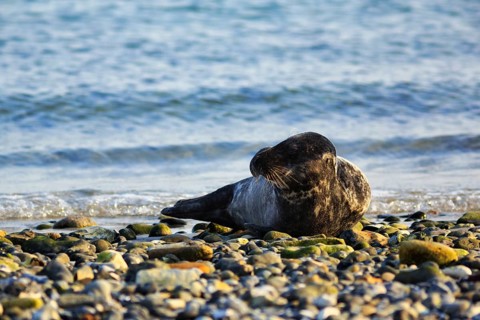 Grey seal (Halichoerus grypus) lying on the shingle beach, Insel Düne, Heligoland,