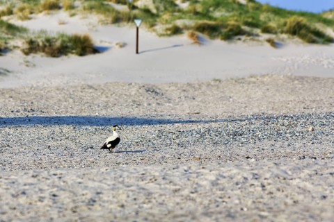 Male Common Eider (Somateria mollissima) on the beach, Insel Düne, Heligoland, Schleswig-Holstein,