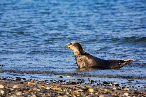 Harbour seal (Phoca vitulina) lying attentively on the beach, Wildlife, Insel Düne, Helgoland,