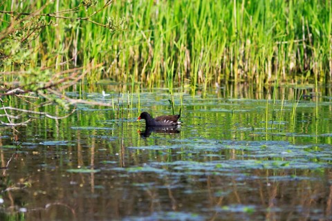 Moorhen (Gallinula chloropus), moorhen swimming on a pond, Insel Düne, Heligoland,