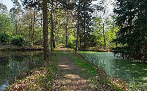 An idyllic forest path between two ponds, surrounded by tall trees and fresh greenery, Münsterland,