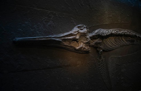 Interior photograph, head of a young ichthyosaur Temnodontosaurus trigonodon, exhibition,