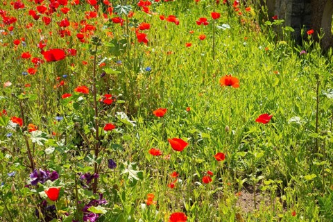 Various plants, flowers, front garden, Friedrich- Borgwardt-Sraße, Baltic Sea, Baltic Sea resort,