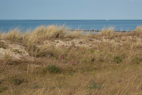 Beach dune with potato roses, Baltic Sea, Kühlungsborn, Rostock district, Mecklenburg-Western