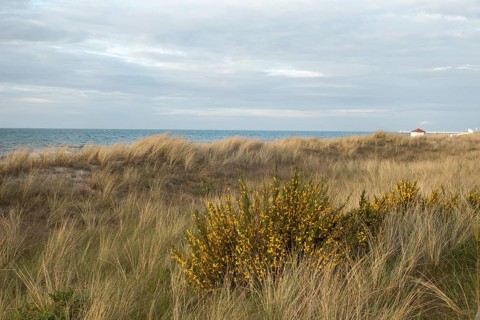 Broom broom (Cytisus scoparius), Baltic Sea, Baltic seaside resort, Kühlungsborn, Rostock district,