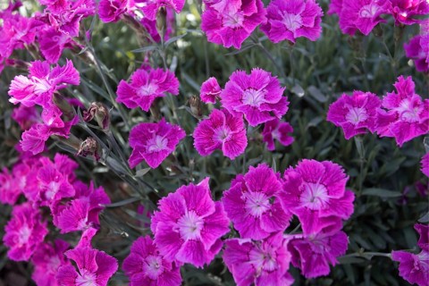 Pink carnation blossoms (Dianthus) in the garden in daylight, Siegen
