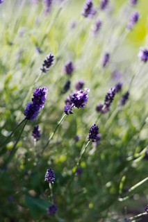 Purple lavender flowers (Lavandula angustifolia) unfurling in the sunshine and spreading a summery