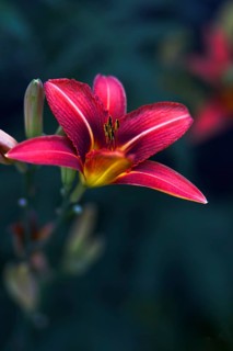Close-up of a pink daylily (Hemerocallis) with fascinating details of the petals against a dark