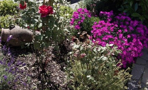 Colourful garden landscape with roses (Rosa) and carnations (Dianthus) in full bloom, Siegen