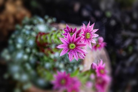 Close-up of pink Sempervivum flowers in a natural environment, Siegen