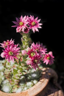Pink Sempervivum flowers in a plant pot in natural light, Siegen