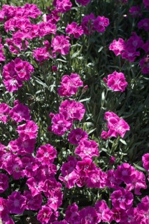 Dense pink carnation flowers (Dianthus) in the garden with green shelter, Siegen