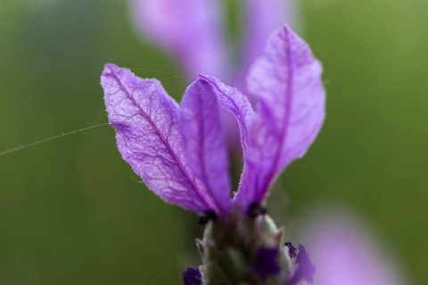 Macro photograph of a crested lavender flower (Lavandula stoechas) against a green background,