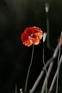 Red poppy (Papaver rhoeas) in front of a blurred dark background, emphasising filigree stems and