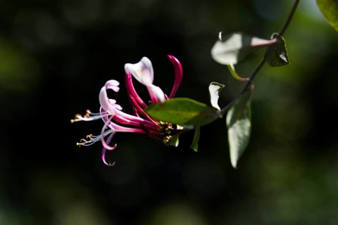 Delicate honeysuckle flowers (Lonicera caprifolium) stand out with their fine details against a