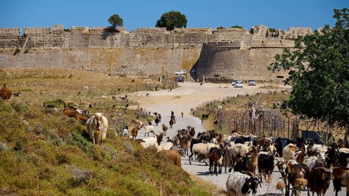 Herd of goats moving along a narrow path in front of a massive fortress wall, Antimacheia, Medieval