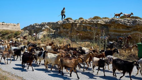 Shepherd leading goats along a small path through a rocky landscape, Antimacheia, Medieval