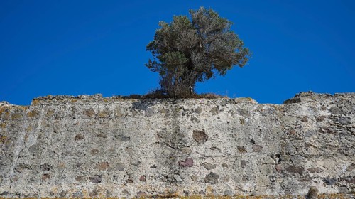 Tree protruding from an ancient stone wall, Antimacheia, Medieval fortress, St John's fortress,