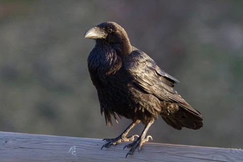 Canary Raven (Corvus corax canariensis), endemic, Fuerteventura, Canary Island, Canary Islands,