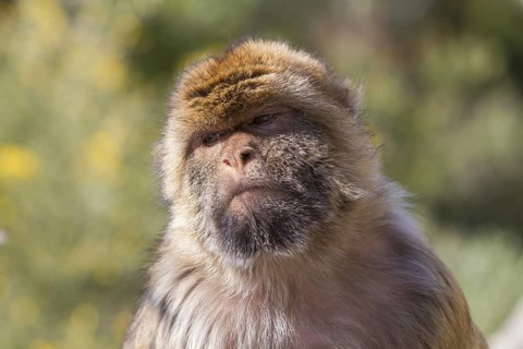 Barbary macaque (Macaca sylvanus), also called Magot, Gibraltar
