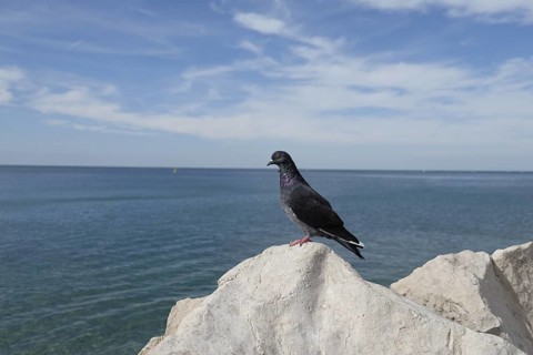 Pigeons (Columbidae) sitting on a rock by the sea, Slovenia