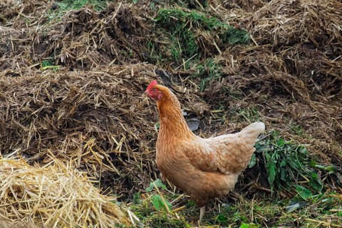 Domestic fowl (Gallus gallus domesticus) on a dung heap, North Rhine-Westphalia, Germany