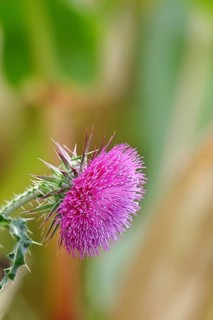 Flower head of the Musk Thistle (Carduus nutans, also known as nodding thistle), by the wayside,