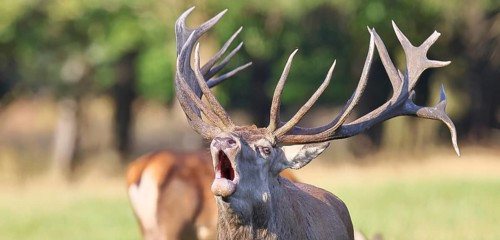 Red deer (Cervus elaphus) during the rutting season, a capital stag roaring in a forest clearing,