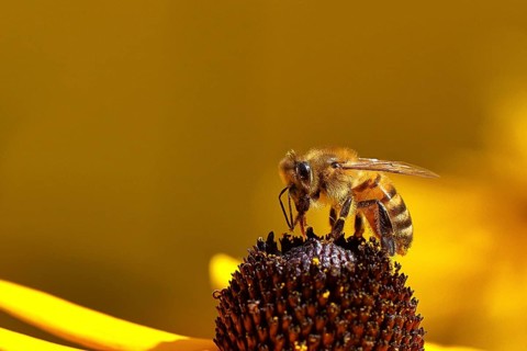European honey bee (Apis mellifera), collecting nectar from a yellow coneflower (Echinacea
