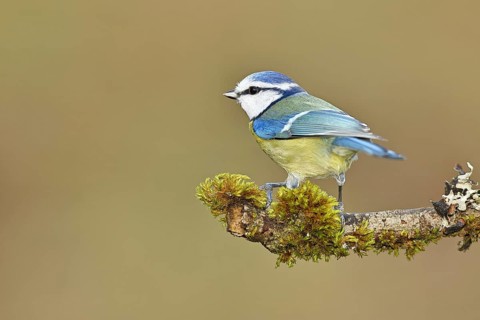 Blue tit (Parus caeruleus), sitting on moss-covered dead wood, Wilnsdorf, North Rhine-Westphalia,