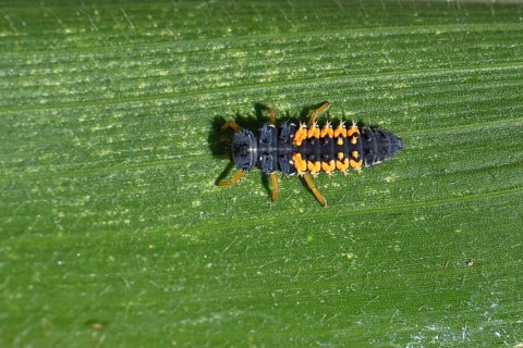 Ladybird larva, seven-spot ladybird (Coccinella septempunctata), insect larva, beneficial insect,