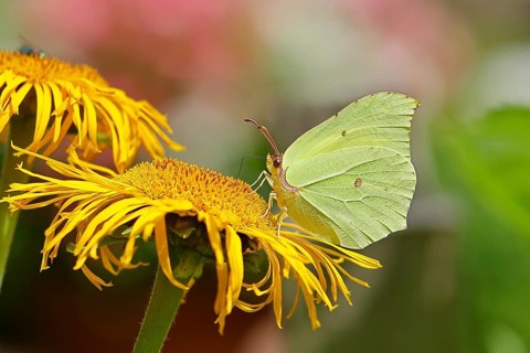 Lemon butterfly (Gonepteryx rhamny) on a yellow flower of a Great Telekie (Telekia speciosa),