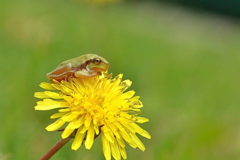 European tree frog (Hyla arborea) sitting on a yellow dandelion flower (Taráxacum), close-up, Lake