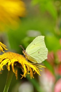 Lemon butterfly (Gonepteryx rhamny) on a yellow flower of a Great Telekie (Telekia speciosa),