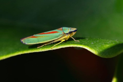 Rhododendron cicada (Graphocephala fennahi) sitting on a leaf of a rhododendron (Rhododendron),