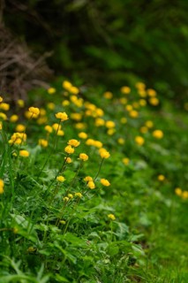 Small yellow flowers under green leaves along a slope, Alpe di Siusi, South Tyrol, Dolomites, Italy