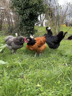 3 free-range chickens