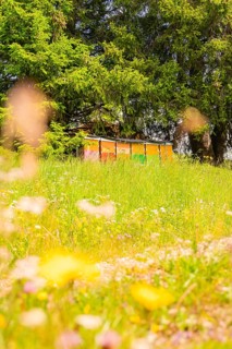 Colourful beehives stand on a flowering meadow surrounded by green trees, Alpe di Siusi, South
