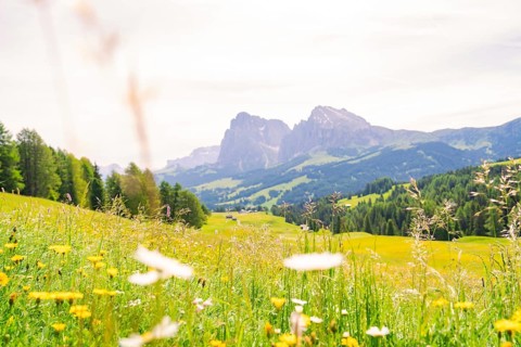 Flower meadow with view of distant mountains and wide, green hills, Alpe di Siusi, South Tyrol,