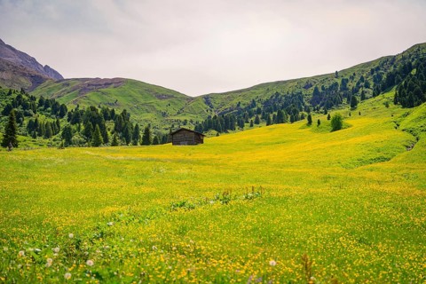 Wide yellow flower meadow with wooden hut embedded in green mountain landscape, Alpe di Siusi,