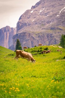 Cow grazing on green meadow in front of impressive mountain scenery and quiet atmosphere, Alpe di