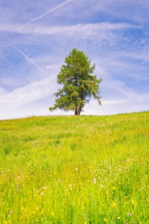 Single tree stands on a wide, blooming meadow under a blue sky, Alpe di Siusi, South Tyrol,