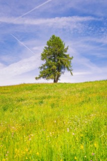 Single tree on flowering meadow under blue sky, Alpe di Siusi, South Tyrol, Dolomites, Italy