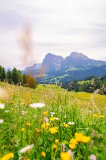 Blooming meadow with a picturesque mountain panorama in the background, Alpe di Siusi, South Tyrol,