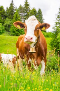 Cow with bell on a flowering meadow, surrounded by trees and greenery, Alpe di Siusi, South Tyrol,