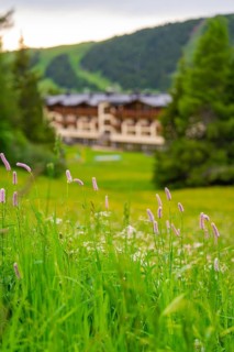 Foreground with flowers and blurred background of a building in a green environment, Alpe di Siusi,