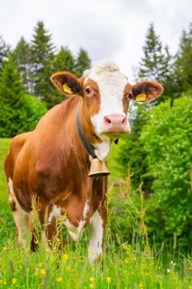 Portrait of a cow with a bell on a flowering meadow in a natural setting, Alpe di Siusi, South