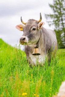 Grey cow with bell in a meadow in a green, natural environment, Alpe di Siusi, South Tyrol,