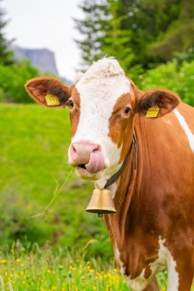 Close-up of a cow with a bell, chewing grass, Alpe di Siusi, South Tyrol, Dolomites, Italy